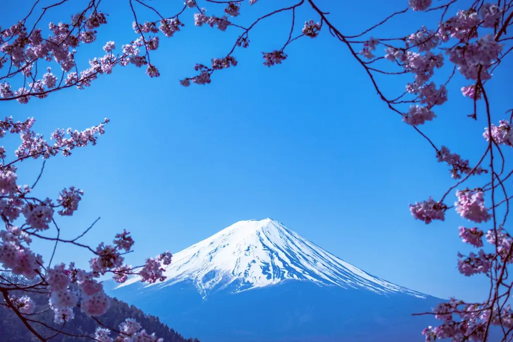 怎么注册一个日本商标，超全实用指南